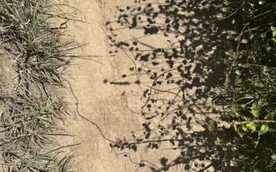 Fibre and Your Gut Microbiota: What You Eat Feeds More Than Just You